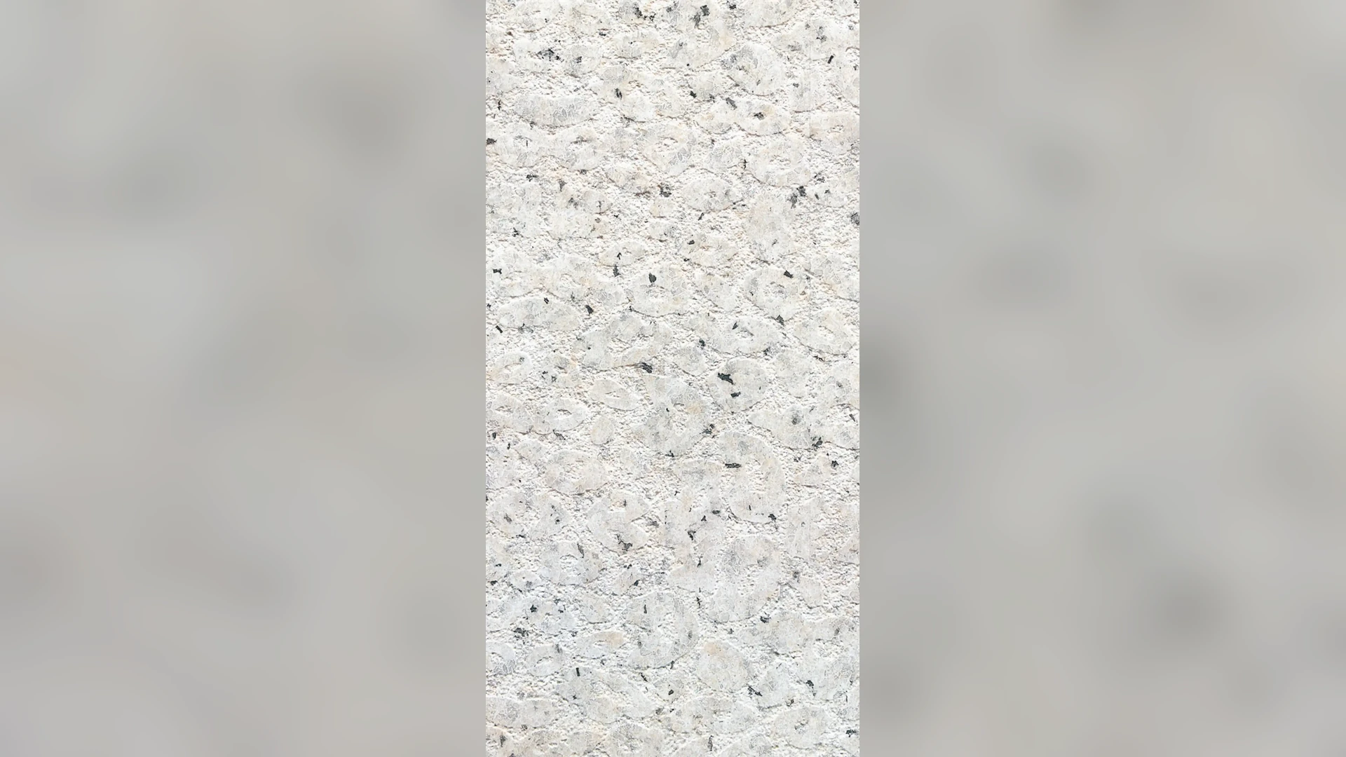 New White Sesame