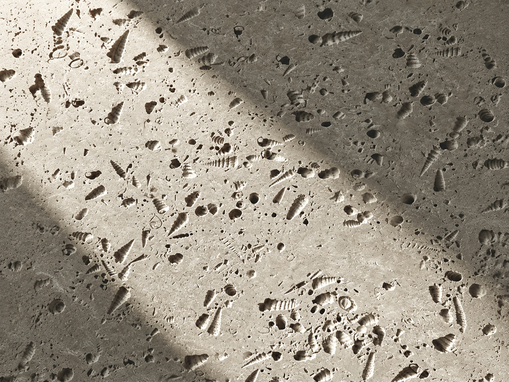 Conch Travertine
